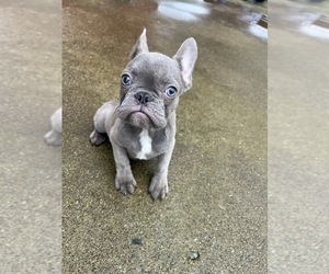 French Bulldog Puppy for sale in GREENEVILLE, TN, USA