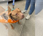 Small #6 American Pit Bull Terrier-Labrador Retriever Mix