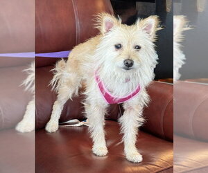 Mutt Dogs for adoption in Mundelein, IL, USA