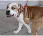 Small #3 American Pit Bull Terrier