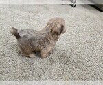 Small #4 Shih Tzu