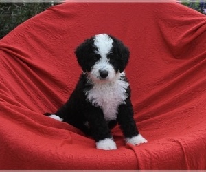 Bernedoodle (Miniature) Puppy for sale in SUGARCREEK, OH, USA