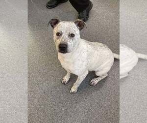 American Pit Bull Terrier-Unknown Mix Dogs for adoption in Low Moor, VA, USA