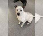 Small American Pit Bull Terrier Mix