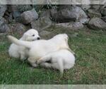 Small Photo #25 Golden Retriever Puppy For Sale in MILLVILLE, MA, USA