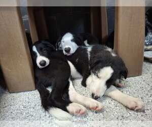 Nimbus - Male Border Collie Dog for Adoption - Photo #8