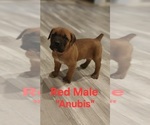 Small #9 Cane Corso