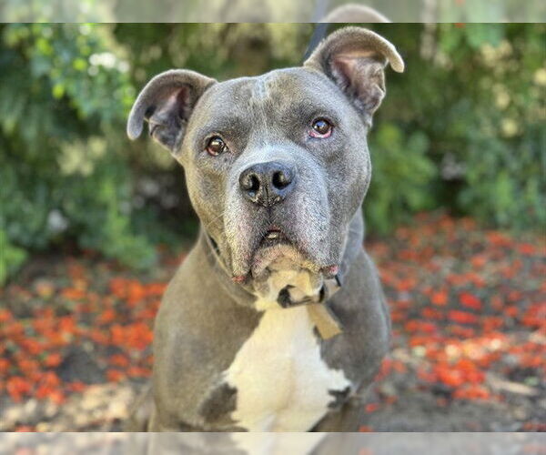 Medium Photo #2 American Pit Bull Terrier Puppy For Sale in Tavares, FL, USA