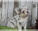 Small #7 French Bulldog
