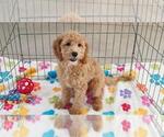 Frankie - Male Cavapoo mix (+ Poodle Miniature) Puppy for Sale - Photo #4