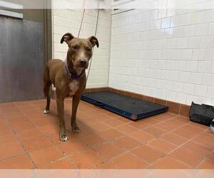 American Pit Bull Terrier Dogs for adoption in Camarillo, CA, USA