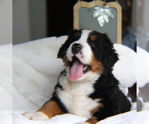Bernese Mountain Dog Puppy for sale in MANCHESTER, GA, USA