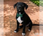 Small Labrador Retriever-Retriever  Mix