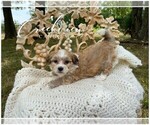 Small Photo #9 Havachon Puppy For Sale in NIANGUA, MO, USA