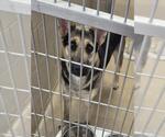 Small German Shepherd Dog