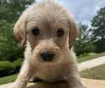 Small Photo #1 Labradoodle Puppy For Sale in CHELSEA, AL, USA