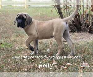 Mastiff Puppy for sale in CABOOL, MO, USA