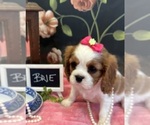 Small #4 Cavalier King Charles Spaniel
