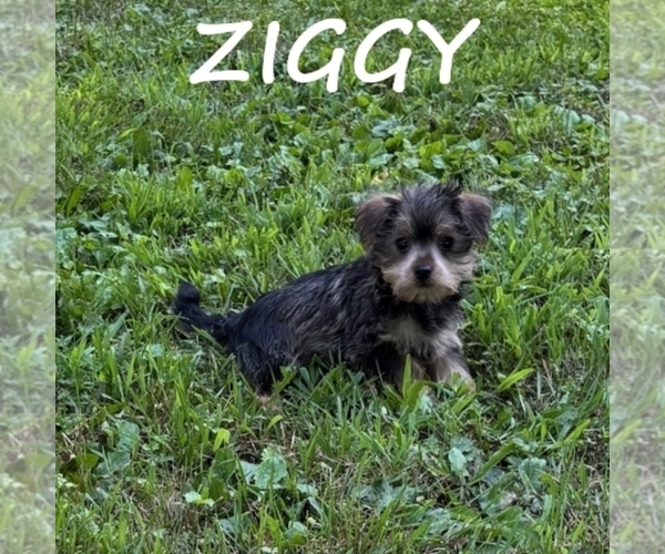 Medium Photo #2 Snorkie Puppy For Sale in HARTLAND, MN, USA