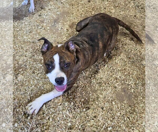 Medium Photo #5 Boxer-Unknown Mix Puppy For Sale in Magnolia Springs, AL, USA