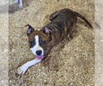 Small Photo #5 Boxer-Unknown Mix Puppy For Sale in Magnolia Springs, AL, USA