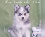 Puppy Lacy Pomsky