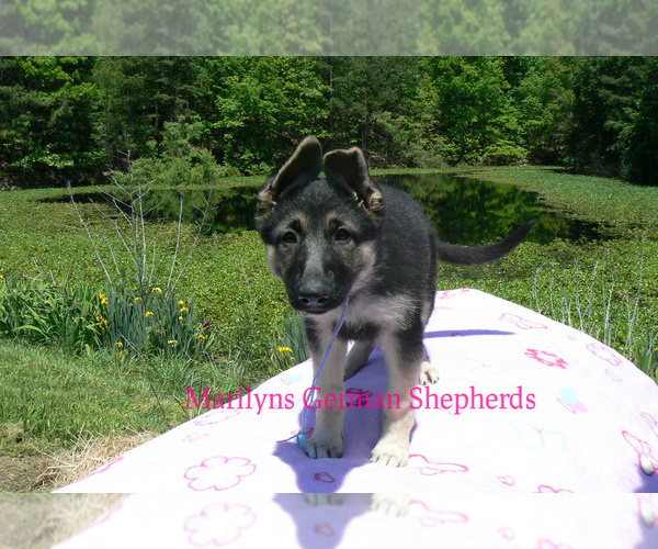 Medium Photo #4 German Shepherd Dog Puppy For Sale in PIEDMONT, MO, USA