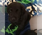 Puppy Mr Red Goldendoodle