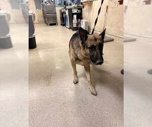 German Shepherd Dog Dogs for adoption in Riverside, CA, USA