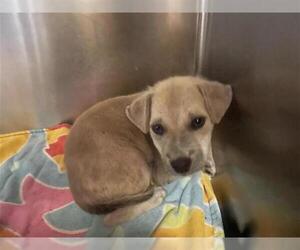 Labrador Retriever Dogs for adoption in Houston, TX, USA