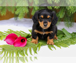 Puppy Lonnie Dachshund