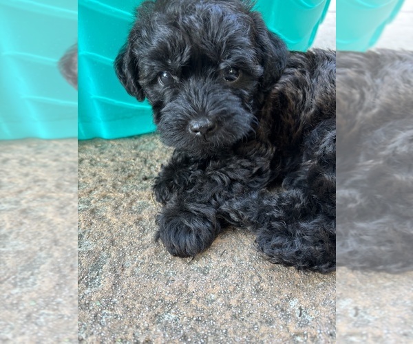 Medium Photo #5 Poocan Puppy For Sale in FAIR OAKS, CA, USA