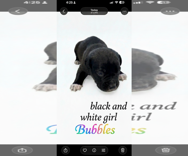 Medium Photo #14 American Staffordshire Terrier-Unknown Mix Puppy For Sale in Holly Springs, NC, USA