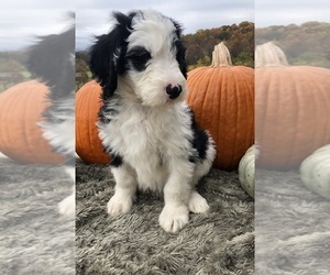 Sheepadoodle Puppy for sale in NATURAL BRG, VA, USA