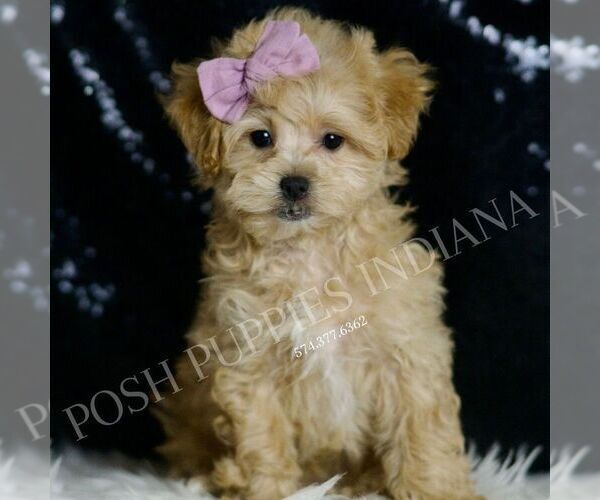 Medium Photo #5 Maltipoo Puppy For Sale in WARSAW, IN, USA