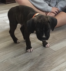 Boxer Puppy for sale in LAPEER, MI, USA