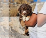 Small #13 Australian Shepherd