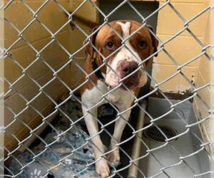 Mastiff-Unknown Mix Dogs for adoption in Tulsa, OK, USA