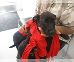 A391194 - Male Labrador Retriever Dog for Adoption - Small photo