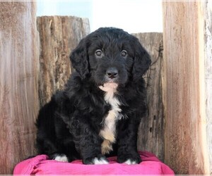 Goldendoodle Puppy for sale in FREDERICKSBG, OH, USA