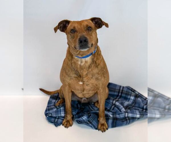 Medium Photo #7 Mutt Puppy For Sale in Kennesaw, GA, USA