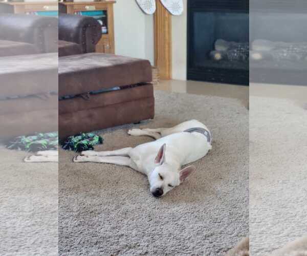 Medium Photo #13 Labrador Retriever-Unknown Mix Puppy For Sale in Farmington, MN, USA