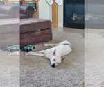 Small #12 Labrador Retriever Mix
