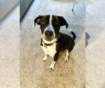 Small #3 Lab-Pointer