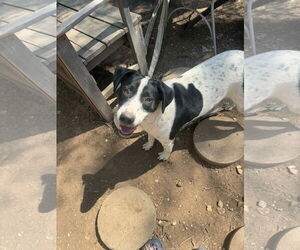 Mutt Dogs for adoption in NEWPORT NH, NH, USA
