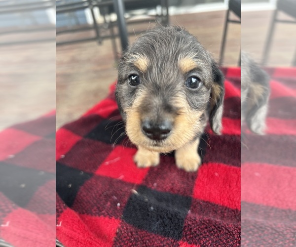 Medium Photo #10 Dachshund Puppy For Sale in PORTLAND, OR, USA