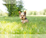 Small Photo #4 Yorkshire Terrier Puppy For Sale in WARSAW, IN, USA