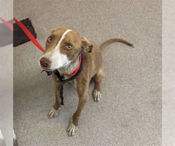 Medium Photo #2 Mutt Puppy For Sale in San Bernardino, CA, USA