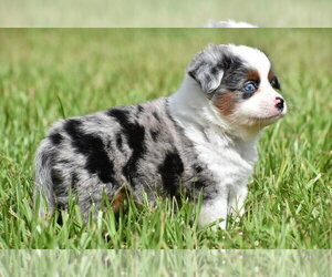 Miniature Australian Shepherd Puppy for Sale in PALM COAST, Florida USA