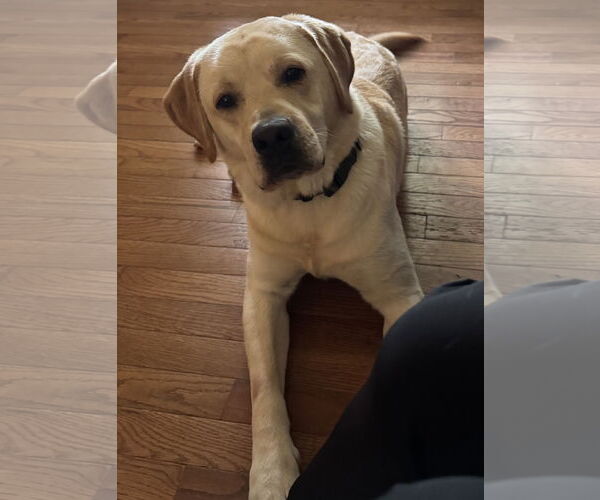 Medium Photo #2 Labrador Retriever Puppy For Sale in Monkton, MD, USA